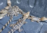 INVESTIGA FGR DELITO CONTRA LA BIODIVERSIDAD TRAS ASEGURAMIENTO DE 12 COCODRILOS