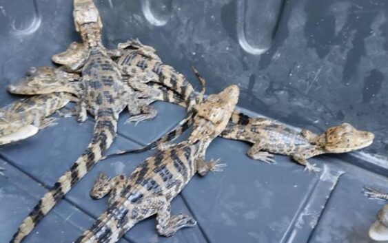 INVESTIGA FGR DELITO CONTRA LA BIODIVERSIDAD TRAS ASEGURAMIENTO DE 12 COCODRILOS