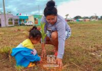 LLEVAN A CABO REFORESTACIÓN EN FRACCIONAMIENTO DE COSOLEACAQUE