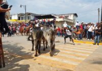 Cien voluntarios cuidaron a los toros de maltrato animal en Tlacotalpan