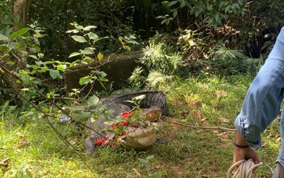 Capturan cocodrilo por la Laguna de Pajaritos con apoyo del Gobierno Municipal