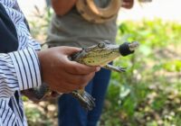 IMPARTEN PLÁTICAS DE MANEJO DE REPTILES EN SECUNDARIA DE COACOTLA