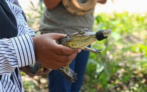 IMPARTEN PLÁTICAS DE MANEJO DE REPTILES EN SECUNDARIA DE COACOTLA