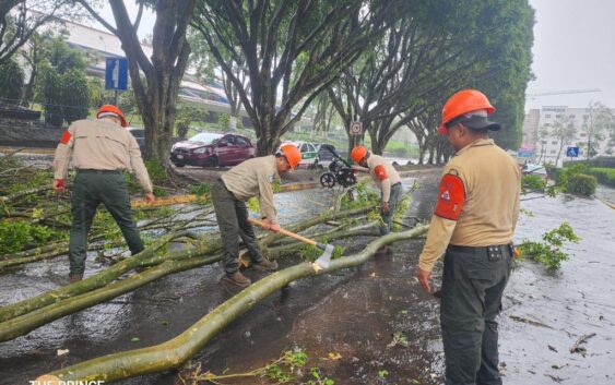 Reporte de afectaciones por viento fuerte en Xalapa