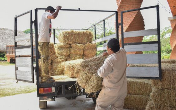 ENTREGAN PACAS DE ALIMENTO A PRODUCTORES GANADEROS