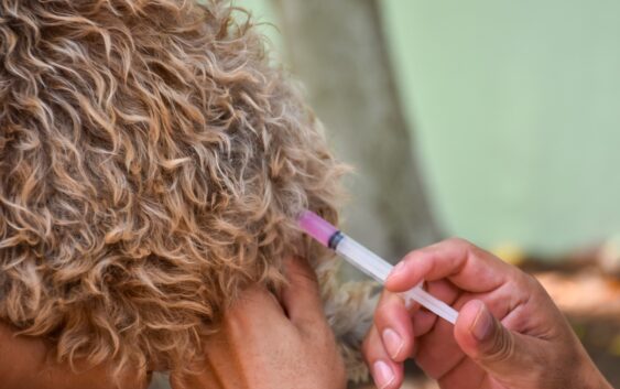 Arranca jornada permanente de vacunación antirrábica en Coatzacoalcos