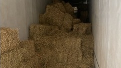 Trailero iba cargado de forraje para ganado… Y cocaína