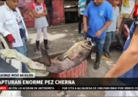 En Veracruz, buzo captura pez Cherna de 80 kilos; mide más de un metro y medio