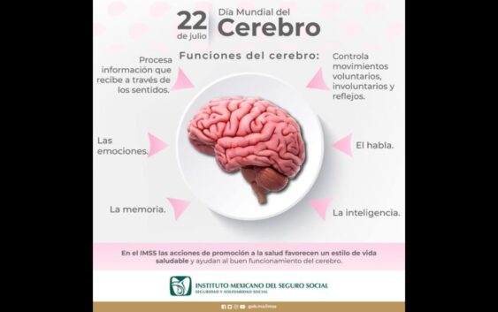 Exhorta IMSS Veracruz Sur a mantener hábitos saludables para mejor funcionamiento del cerebro