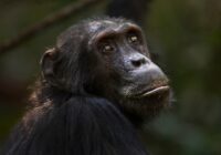 Captan a chimpancés haciendo pozos en la selva, para filtrar agua limpia en África