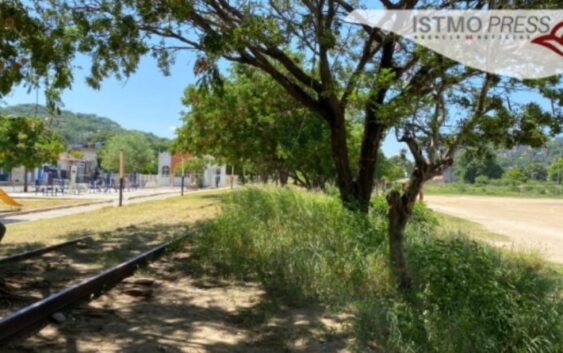 Derribarán 200 árboles para construir obra de Corredor Interoceánico en el Istmo de Tehuantepec