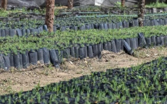 En el parque Juárez habrá disposición de mil plantas para sembrar; quienes se manifiestan quieren sacar raja política: Cuitláhuac