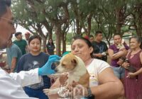Continúan vacunando a más perros y gatos en Coatzacoalcos