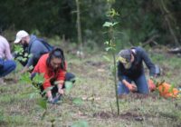 Gobierno sigue compensando el crecimiento urbano con reforestación