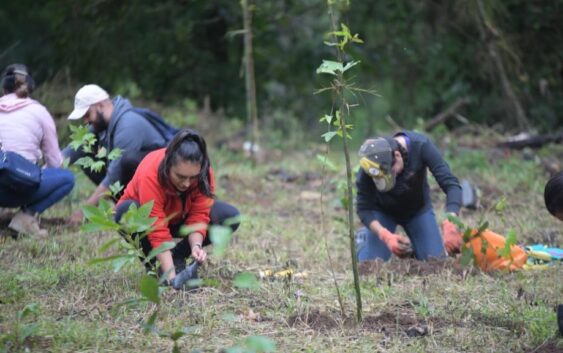 Gobierno sigue compensando el crecimiento urbano con reforestación