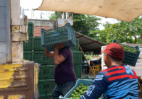 Limoneros reanudan producción bajo nuevas cuotas de los criminales