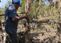 Cosechas de Cacahuatepec se perdieron tras el paso del huracán Otis