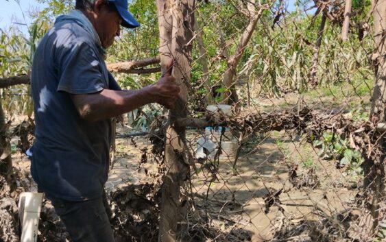 Cosechas de Cacahuatepec se perdieron tras el paso del huracán Otis