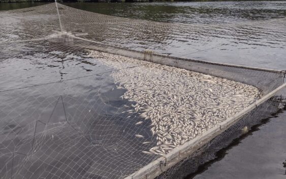 Químicos vertidos en laguna por ingenios de la zona, causan mortandad de mojarra tilapia