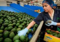 Rebasan las exportaciones agroalimentarias mexicanas, los 50 mil millones de dólares