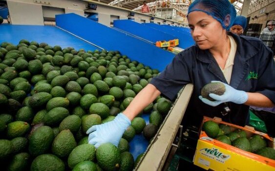 Rebasan las exportaciones agroalimentarias mexicanas, los 50 mil millones de dólares