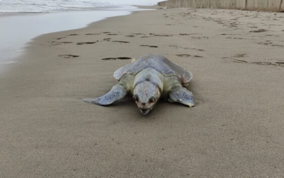 Hallan a tortuga muerta en playas de Coatzacoalcos