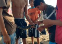 Niños de villa Allende atrapan pequeño cocodrilo a orillas del río Coatzacoalcos