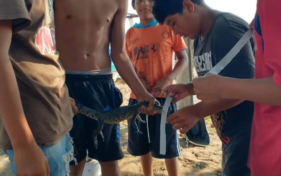 Niños de villa Allende atrapan pequeño cocodrilo a orillas del río Coatzacoalcos
