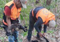 Mueren monos por presunto golpe de calor en Hueyapan de Ocampo