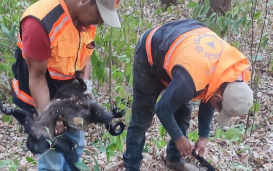 Mueren monos por presunto golpe de calor en Hueyapan de Ocampo