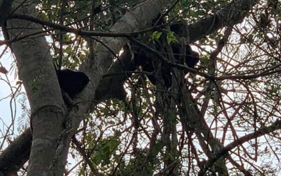 Se reportan muerte de más monos en el sur de Veracruz