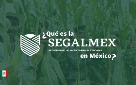 Productores de maíz piden ayuda para comercializar su producto.