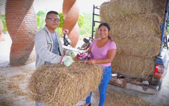 El Ayuntamiento de Cosoleacaque entrega pacas de forraje en apoyo a ganaderos del municipio.