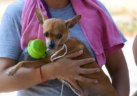 Más de 400 mascotas han sido intervenidas en jornada de esterilización canina y felina