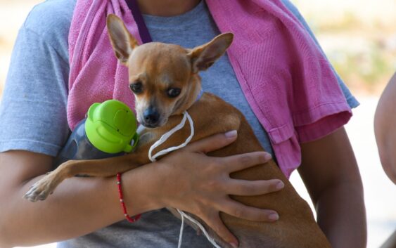 Más de 400 mascotas han sido intervenidas en jornada de esterilización canina y felina