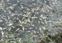 Aparecen cientos de mojarras muertas en laguna de Hidalgotitlan