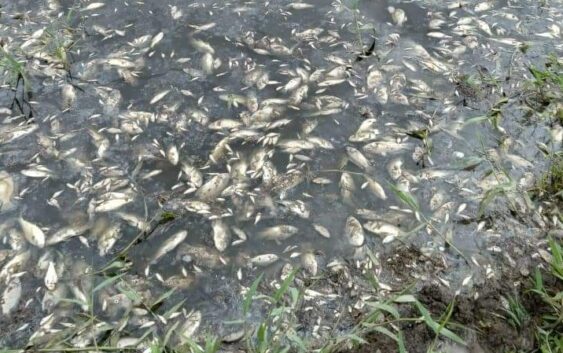 Aparecen cientos de mojarras muertas en laguna de Hidalgotitlan