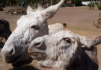 Burrolandia, santuario único en AL / Poniatowska