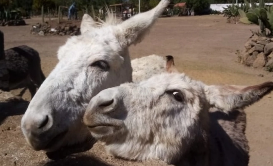 Burrolandia, santuario único en AL / Poniatowska