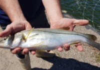 Se mantiene la pesca ilegal en Coatzacoalcos