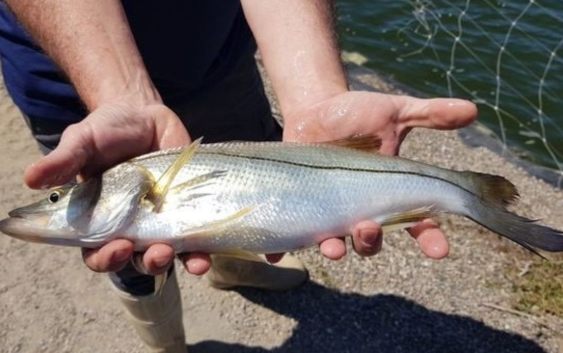 Se mantiene la pesca ilegal en Coatzacoalcos