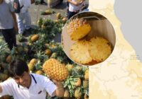 Este municipio de Veracruz es el 1 a nivel nacional en producción de piña