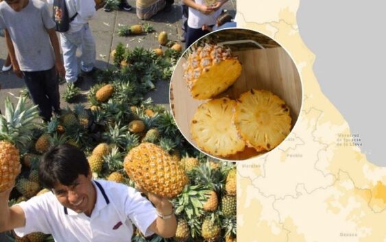 Este municipio de Veracruz es el 1 a nivel nacional en producción de piña