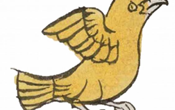 TOZTLI: LORO AMARILLO