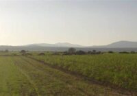 ¿Qué son las Cabañuelas 2025? Conoce cuándo son, su significado y cómo se cuentan