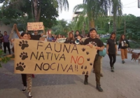 Contrato del Tren Maya contra jaguares, venados y tapires desata indignación entre ambientalistas