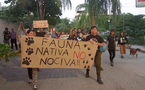 Contrato del Tren Maya contra jaguares, venados y tapires desata indignación entre ambientalistas