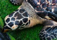 Aquarium y Profepa liberan tres tortugas marinas