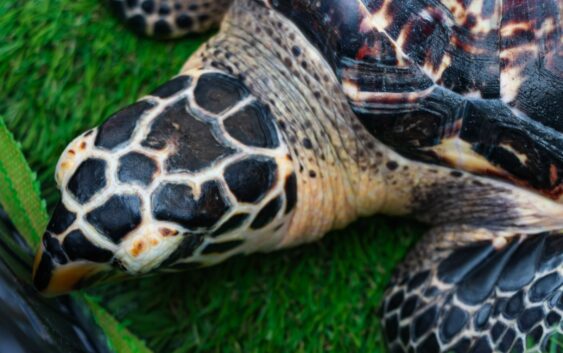 Aquarium y Profepa liberan tres tortugas marinas