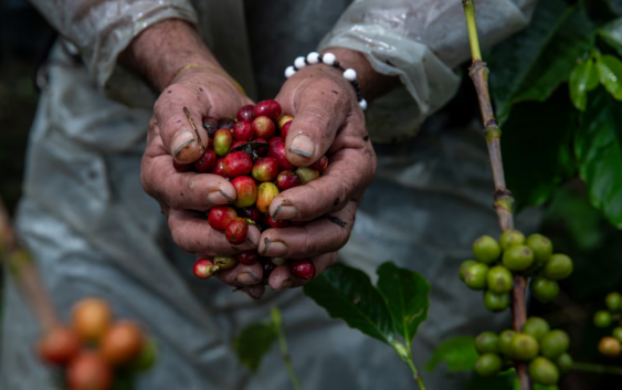 Trump ‘dobla’ a Petro con aranceles… y precio del café marca récord: ¿En cuánto se vende?